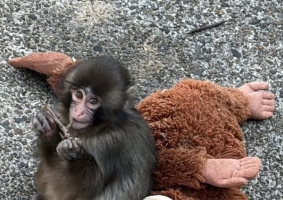 Rechazado por su madre, un pequeño macaco encuentra cuidado y esperanza en un peluche