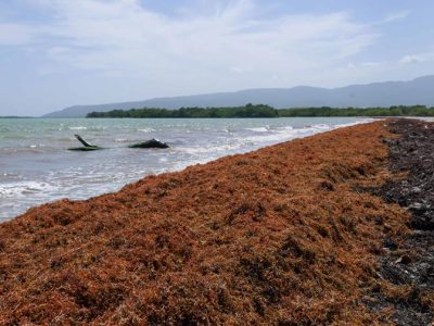 Abinader emite decreto para actualizar y fortalecer el Gabinete de Lucha contra el Sargazo
