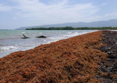 Abinader emite decreto para actualizar y fortalecer el Gabinete de Lucha contra el Sargazo