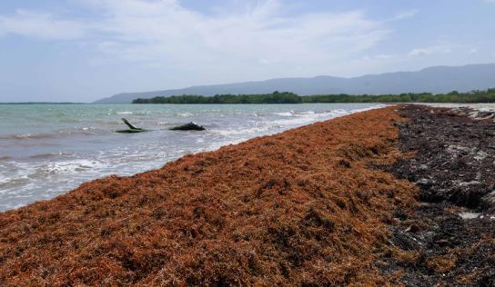 Abinader emite decreto para actualizar y fortalecer el Gabinete de Lucha contra el Sargazo