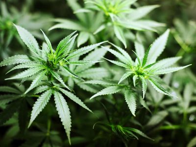 DNCD confisca 1,835 plantas de marihuana en operativo en Baní