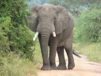 Trágico ataque de elefante salvaje en Tailandia deja un turista muerto