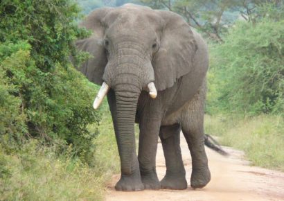 Trágico ataque de elefante salvaje en Tailandia deja un turista muerto