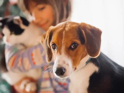 São Paulo autoriza el entierro de mascotas junto a sus dueños