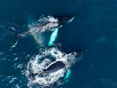 Ministerio de Medio Ambiente lidera expedición histórica que registra récord de ballenas jorobadas en Samaná