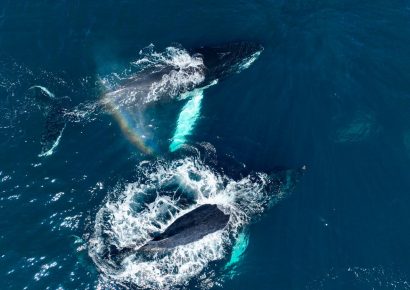 Ministerio de Medio Ambiente lidera expedición histórica que registra récord de ballenas jorobadas en Samaná