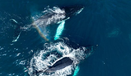 Ministerio de Medio Ambiente lidera expedición histórica que registra récord de ballenas jorobadas en Samaná