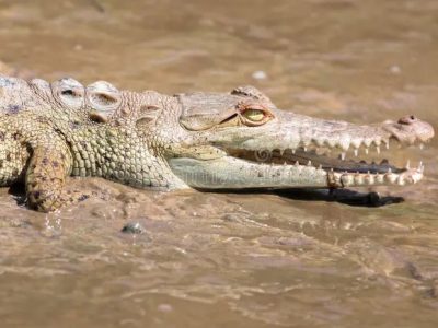 Capturan en Playa Laguna al cocodrilo que estaba desaparecido en Sabaneta de Yásica