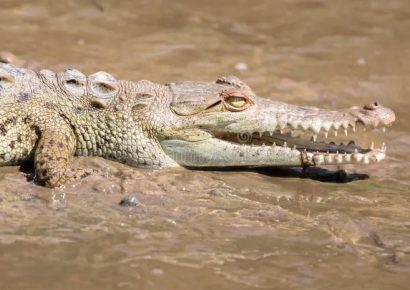 Capturan en Playa Laguna al cocodrilo que estaba desaparecido en Sabaneta de Yásica