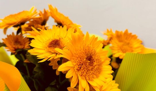 Flores amarillas: el gesto viral cada 21 de marzo