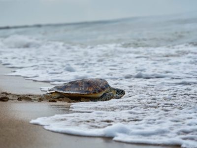 Ministerio de Medio Ambiente declara temporada de veda para proteger especies marinas clave