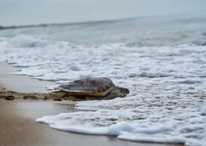 Ministerio de Medio Ambiente declara temporada de veda para proteger especies marinas clave