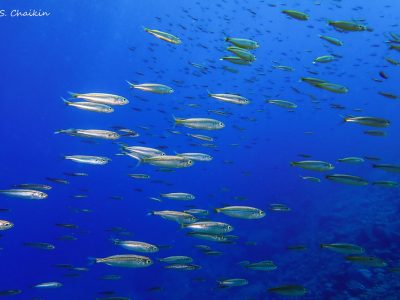 Grandes peces oceánicos en riesgo por el calentamiento de los mares