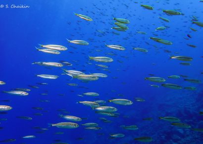 Grandes peces oceánicos en riesgo por el calentamiento de los mares