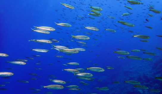 Grandes peces oceánicos en riesgo por el calentamiento de los mares