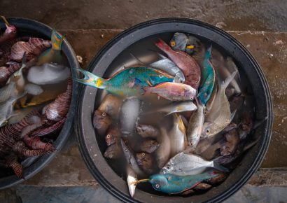Ministerio de Medio Ambiente reitera llamado al respeto de las vedas durante la Semana Santa