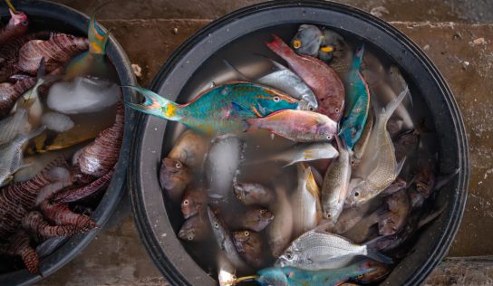 Ministerio de Medio Ambiente reitera llamado al respeto de las vedas durante la Semana Santa