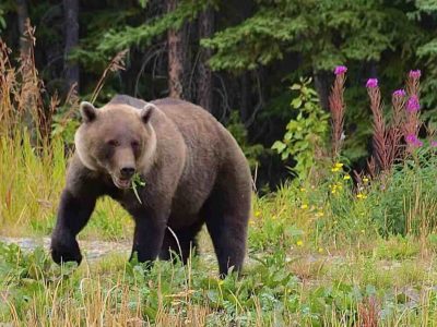 Oso hiere a dos soldados durante entrenamiento en Alaska