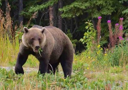 Oso hiere a dos soldados durante entrenamiento en Alaska