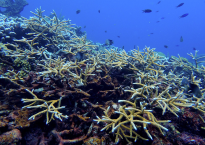 Lanzan innovadora propuesta submarina para proteger los arrecifes dominicanos