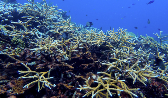 Lanzan innovadora propuesta submarina para proteger los arrecifes dominicanos