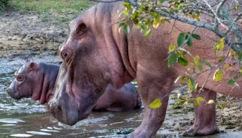 Así sería la millonaria operación para trasladar los hipopótamos de Escobar a la India