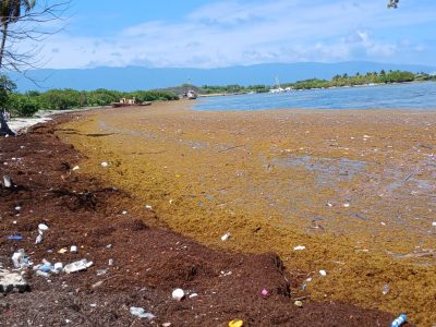 Cientos de toneladas de sargazo cubren playa Casita Blanca en Barahona