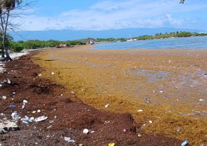 Cientos de toneladas de sargazo cubren playa Casita Blanca en Barahona