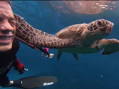 Tortuga marina sorprende y cachetea a buceador