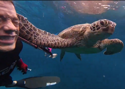 Tortuga marina sorprende y cachetea a buceador