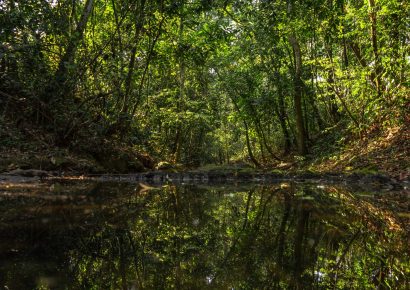 Medio Ambiente prohíbe importación y comercio de peces exóticos del orden Siluriformes en el país
