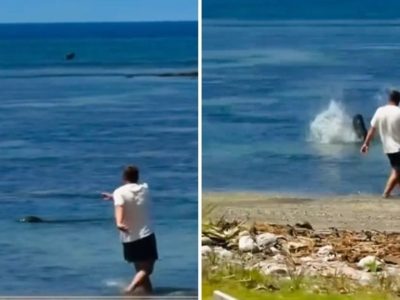 Turista es arrestado en Hawái tras agredir a una foca en peligro de extinción con una piedra