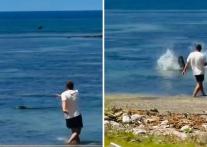 Turista es arrestado en Hawái tras agredir a una foca en peligro de extinción con una piedra