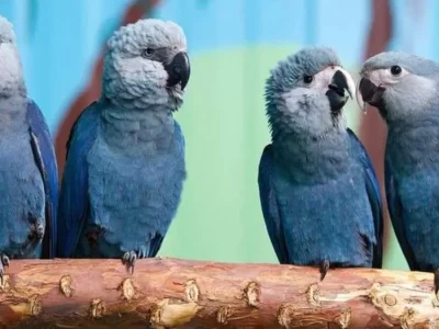 Brasil rescata 69 guacamayos de Spix amenazados por virus