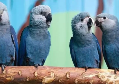 Brasil rescata 69 guacamayos de Spix amenazados por virus