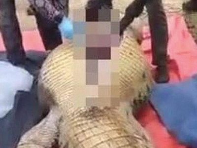 Hallan restos humanos dentro de un cocodrilo en Sudáfrica tras desaparición de empresario