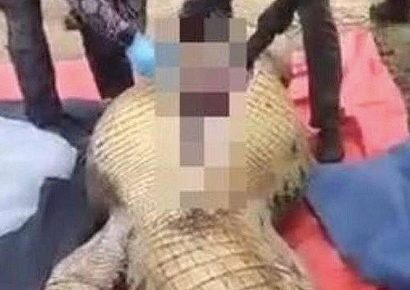 Hallan restos humanos dentro de un cocodrilo en Sudáfrica tras desaparición de empresario