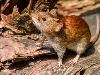 Salud descarta brote de hantavirus en RD