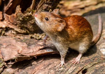 Salud descarta brote de hantavirus en RD
