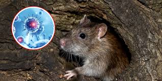 OMS mantiene bajo el riesgo de hantavirus tras brote en crucero MV Hondius