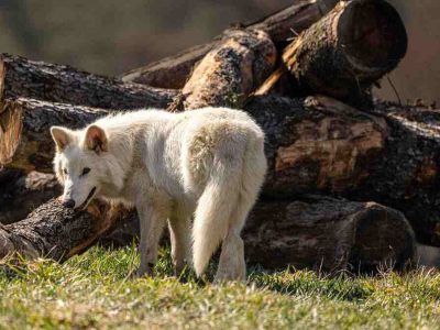 Pastora sobrevive ataque de lobo en Feocia