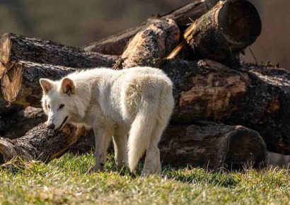 Pastora sobrevive ataque de lobo en Feocia