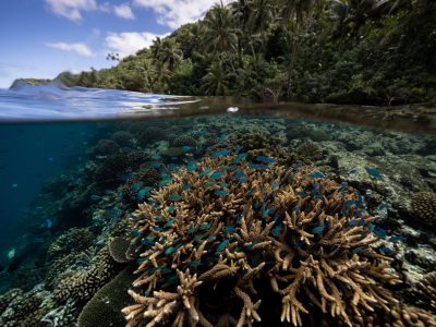 Científicos identifican 166,000 km² de arrecifes resilientes al cambio climático