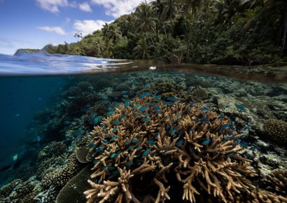 Científicos identifican 166,000 km² de arrecifes resilientes al cambio climático