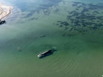 Ballena jorobada “Timmy” será convertida en biocombustible tras fallido rescate en Alemania