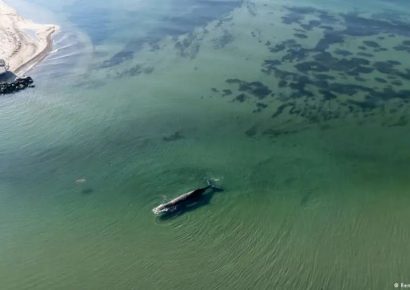 Ballena jorobada “Timmy” será convertida en biocombustible tras fallido rescate en Alemania