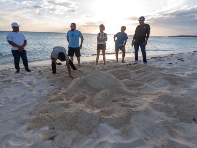 Medio Ambiente inicia piloto de seguimiento de tortugas marinas en Bahía de las Águilas