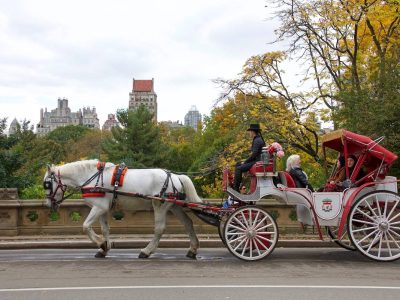 PETA exige prohibición de carruajes de caballos en Nueva York tras nuevo accidente en Central Park