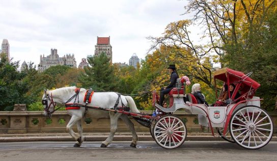 PETA exige prohibición de carruajes de caballos en Nueva York tras nuevo accidente en Central Park
