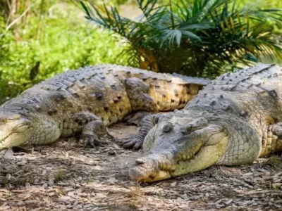 Mueren 15 caimanes llaneros en centros de custodia en Colombia